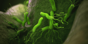 ¿Es el Helicobacter Pylori el responsable de mi acidez de estómago?