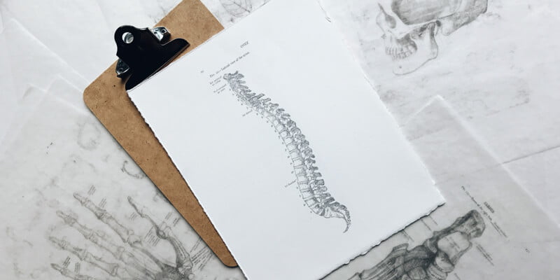 Qué es la columna vertebral y cuántos huesos tiene - Blog SaludOnNet - Blog  SaludOnNet