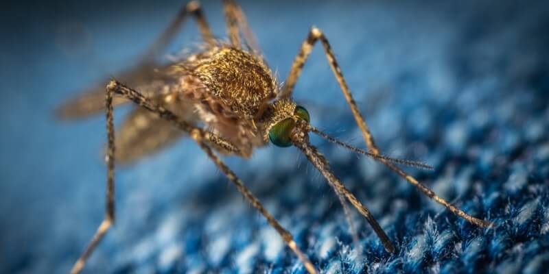 Consejos para prevenir las picaduras de mosquitos