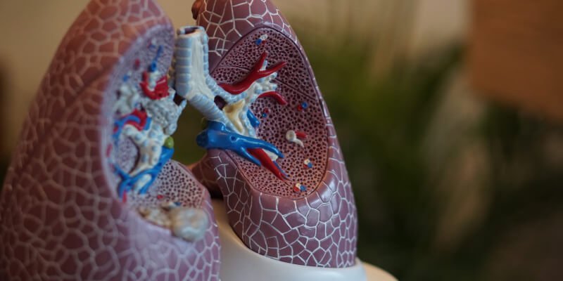 maqueta de pulmones