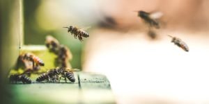 ¿Qué hacer ante las picaduras de himenópteros, avispas o abejas?